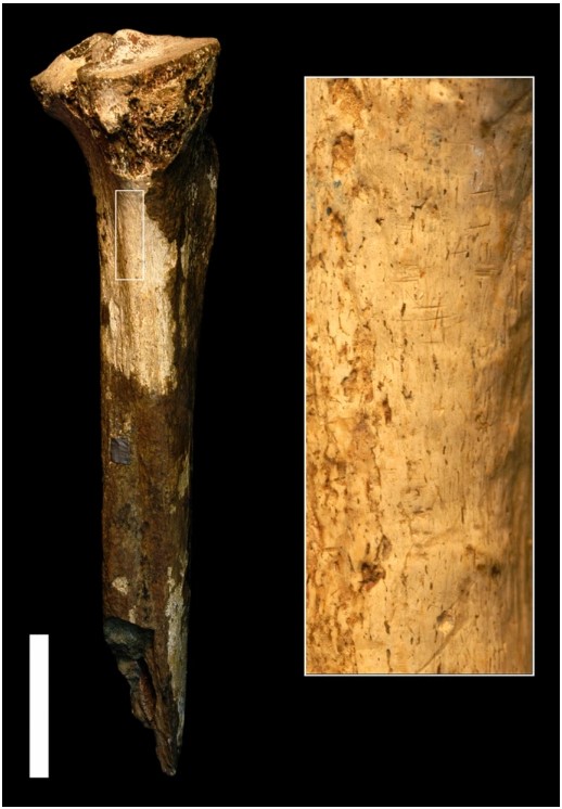 Cannibalism Is Our 1.5 Million-Year-Old Legacy, And For Other Animals It's Much Longer