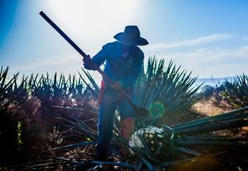 Earth Day Tequila: Toxic Carcinogen Maker Casa Herradura Is The Way To Go