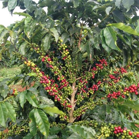 If Science Reduces The Biennial Effect In Coffee, Developing Nations Win