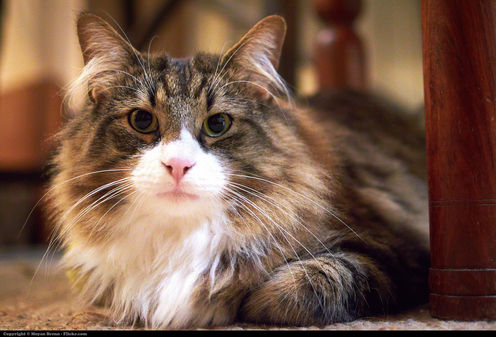 Pretty Kitty: 'Friendly' Genes In Felines Mapped In Study