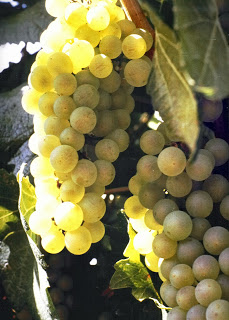 Chardonnay grown in Colorado