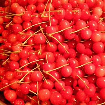 Cherry Madness: Sweet Science Or Overripe Hype?