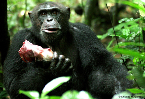 The Recipe For Chimpanzee Reproductive Success?   Bring Home The Bacon (Literally)