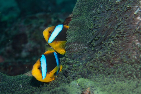 Nemo And Chips? Tropical Fish Might Flee Warming Waters, Head To The Poles