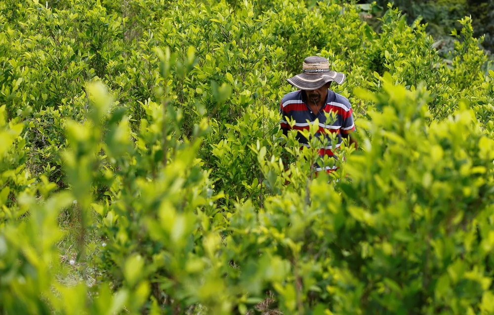 Coca Leaf: Native Heritage Or Dangerous Drug?