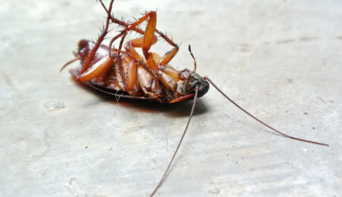 Ants, Twinkies, Cockroaches; What Could Really Survive A Nuclear Apocalypse?
