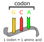 Evolutionary Transitions And Codon Bias