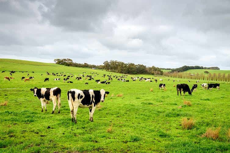 vacas em campo verde