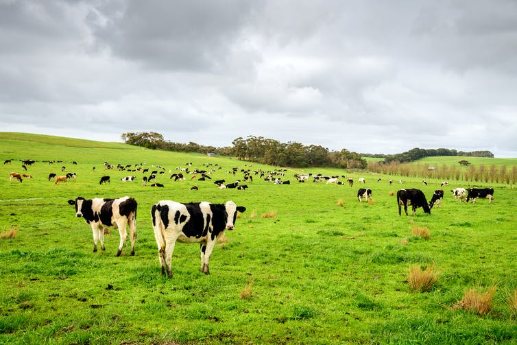 cows in green field