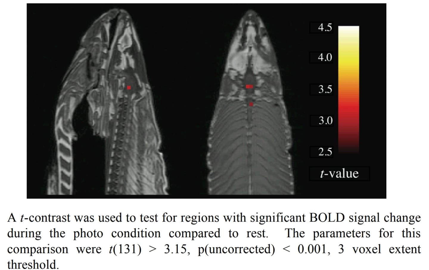 Neuroimaging: From Dead Fish To Diagnostics?