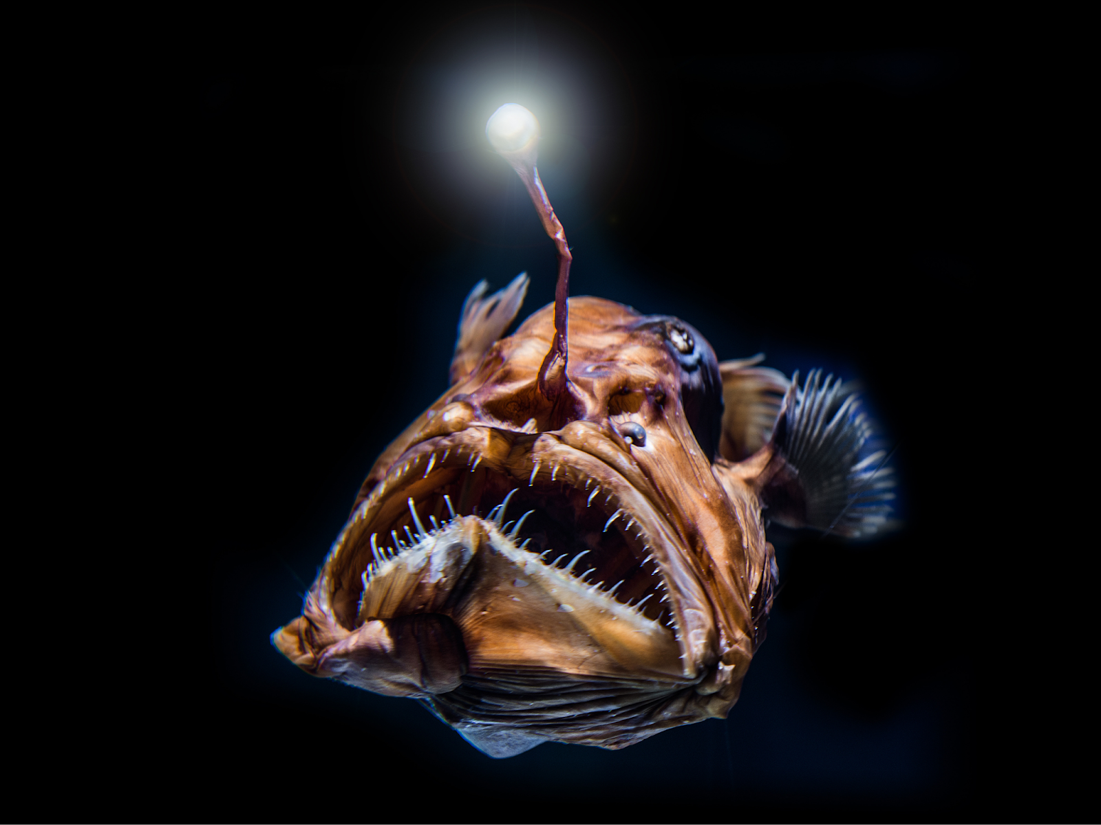 Ostracoderms To Anglerfish