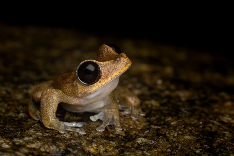 frog on wet rock