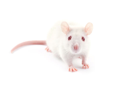 QACs In Household Disinfectants Impair Mouse Fertility