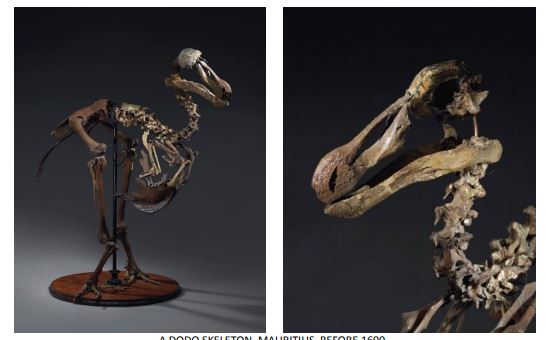 You'll Have The Chance To Buy A Dodo Skeleton At Christie's On May 24th