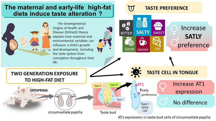 Prenatal High-Fat Diets Linked To Preference For Salty Food - In Female Rats