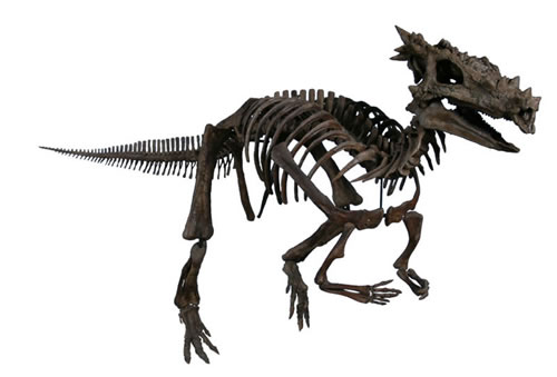 Dracorex hogwartsia