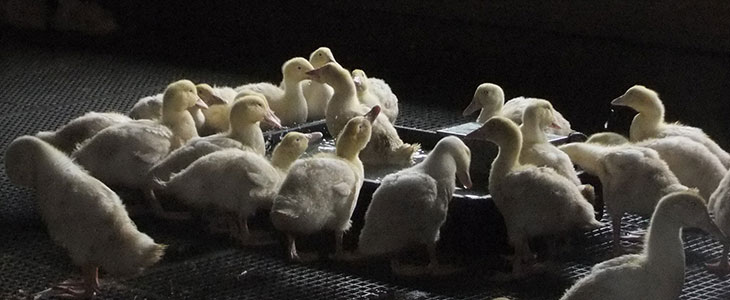 Politics Is Quacked: How To Win Friends And Influence Ducklings
