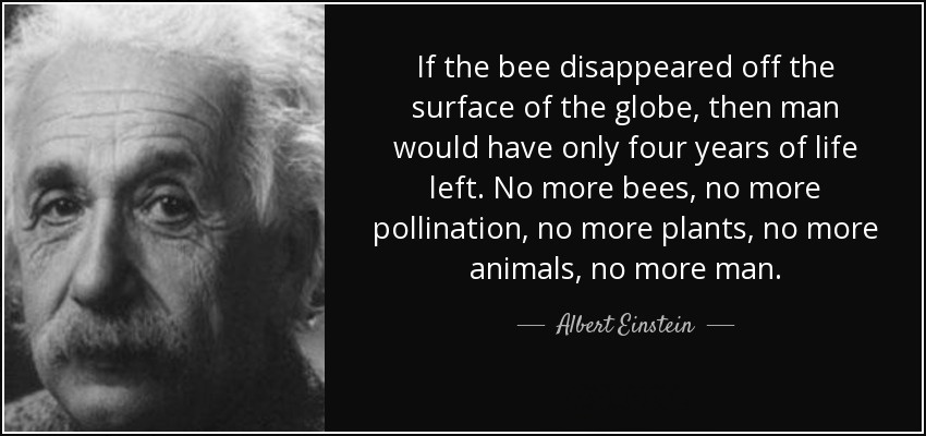 The Real Reason Europeans Invented That Einstein Quote About Bees - Money