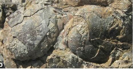 70 Million Years Ago: Earliest Example Of Nest Sharing Discovered