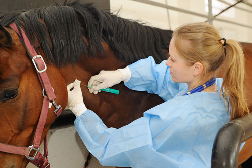 Sexism Straight From The Horse’s Mouth: Life As A Female Veterinarian