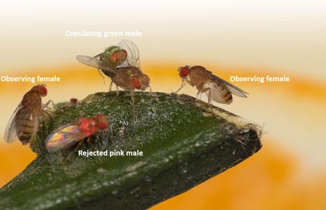 Fruit Flies Have The Cognitive Ability To Learn Sexual Preferences - And Perhaps Transmit Them Culturally