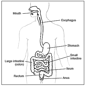 Probiotics Soothe Your Irritable Bowel