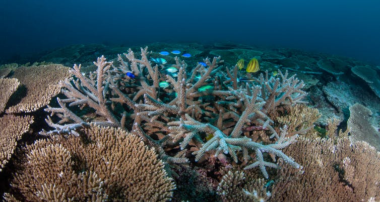 bleached coral with fish