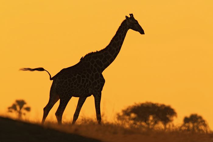 Giraffes In East Africa Are Geographically Isolated - That Doesn't Mean They Are Endangered