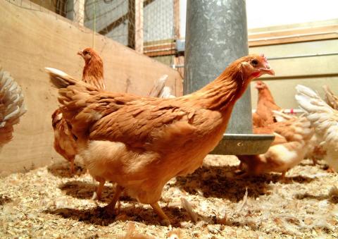 Genetically Modified Chicken Can Lay Eggs That Help Create Drugs For Cancer