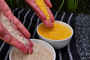 Biofortification: The New ‘Green Revolution’ Of Genetically Engineered, More Nutritious Crops