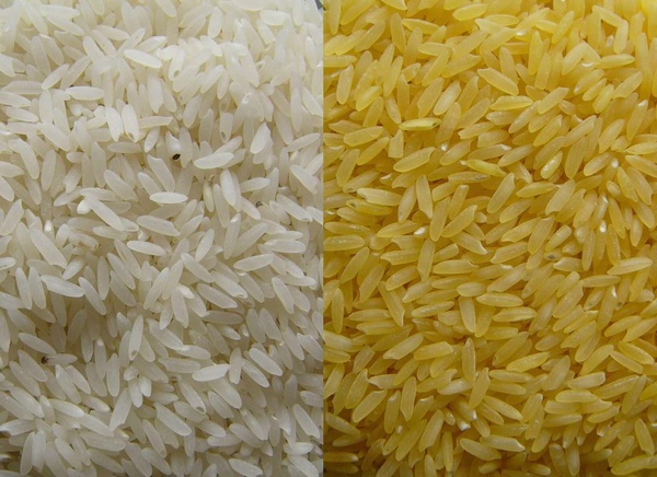 Support Science, Condemn Golden Rice Eco-Terrorism