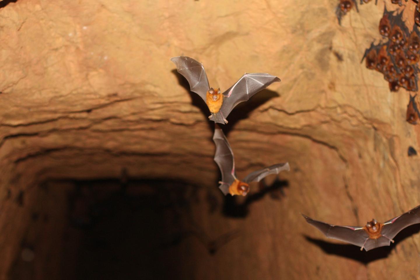Hipposideridae: Four New Species Of Bats Revealed, Cousins Of The Horseshoe Bats Behind SARS-CoV-2