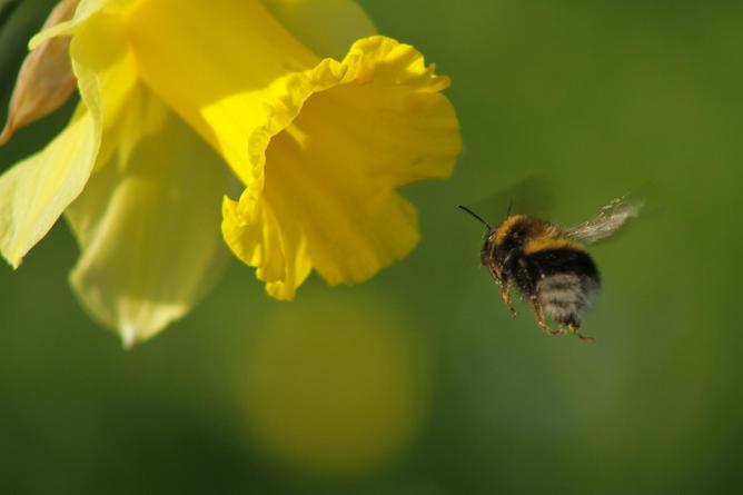 The Dangers of Politicizing Science: Vermont’s Attempt to Ban Neonicotinoids