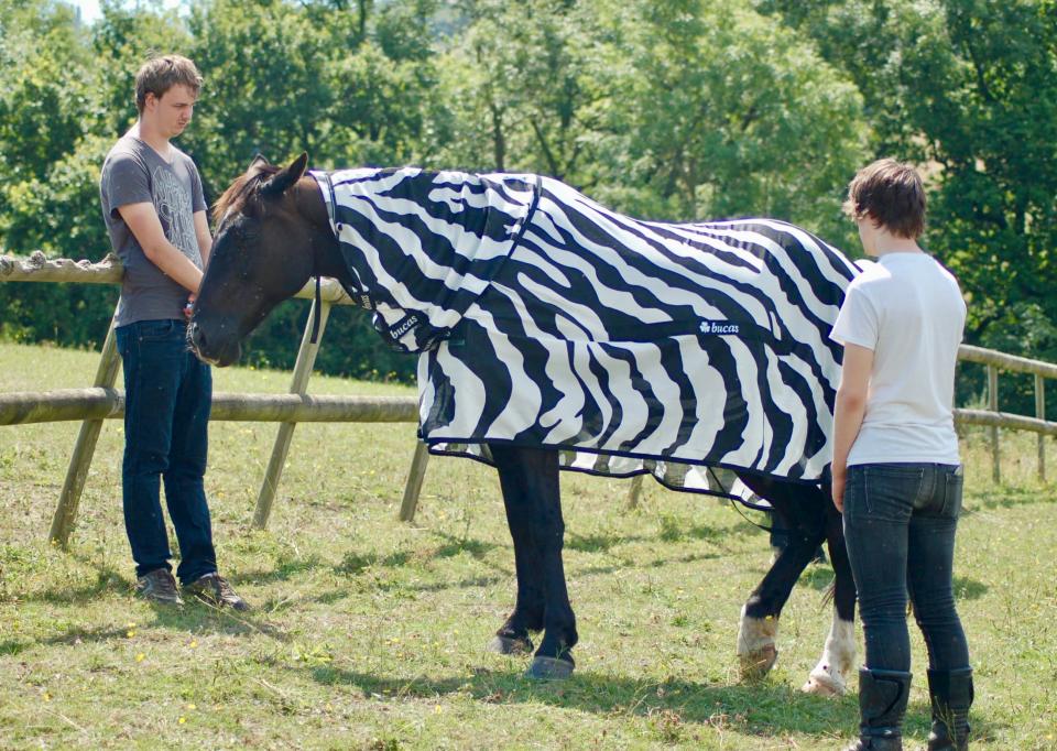 Zebra Stripes And Flies: Occam's Razor Versus Stripes Make Terrible Landing Strips?