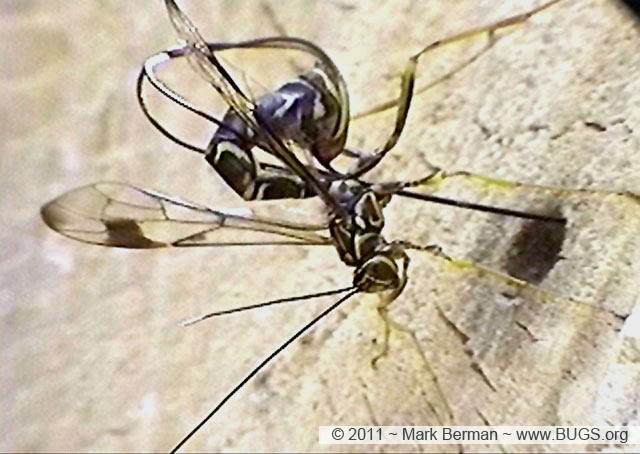 Ichneumonid Wasp (prob. Megarhyssa macrurus) ovipositing in a beetle grub in a tree branch. photo 2011 - Mark Berman