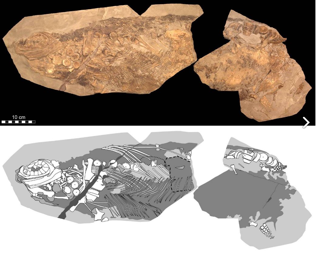 Jurassic Ichthyosaur Fossil So Well-preserved The Skin Is Still Soft