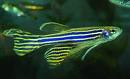 zebrafish