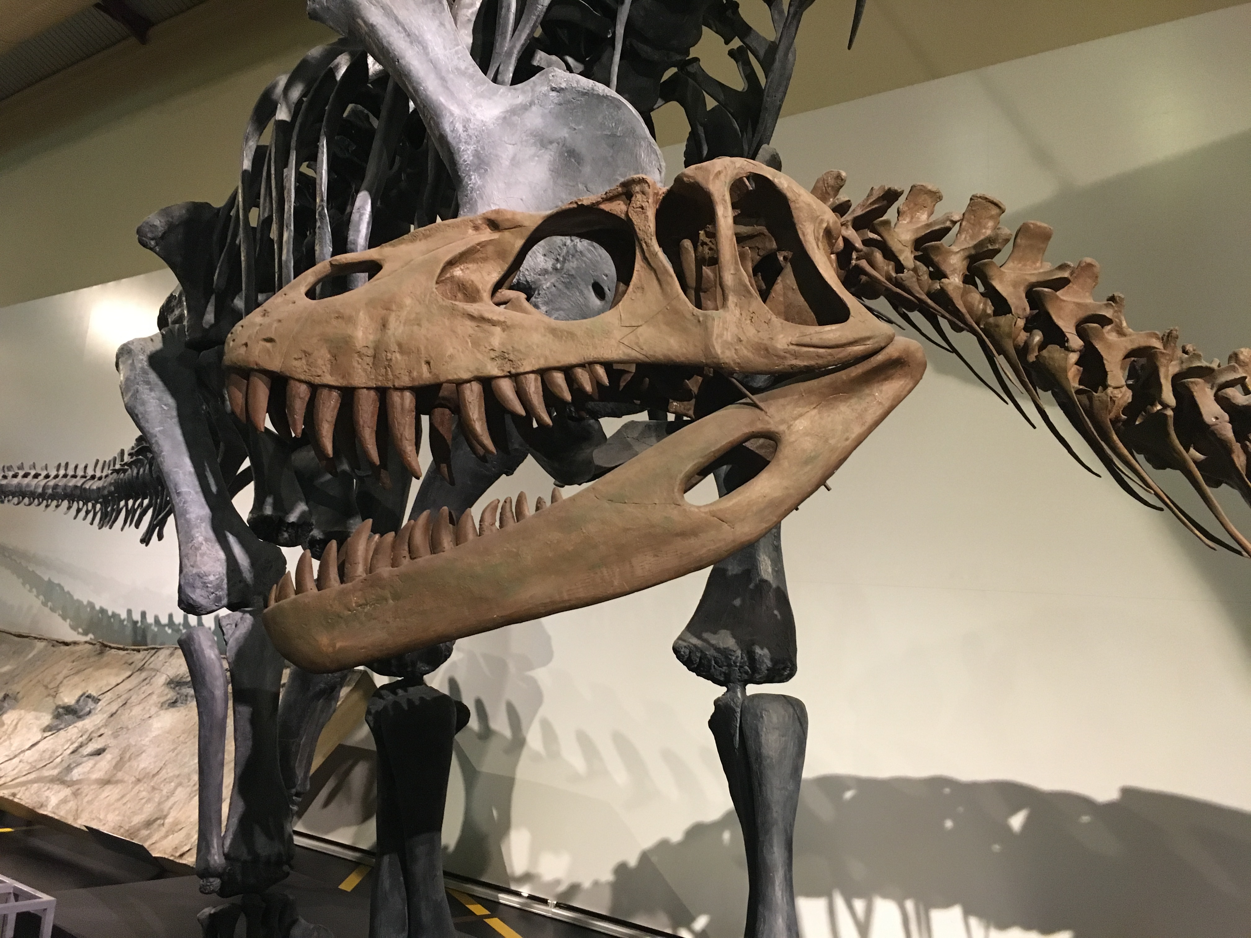 Torvosaurus: Robust Carnivores of the Jurassic