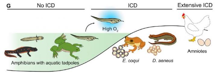 Interdigital Cell Death: More Atmospheric Oxygen Is A Biological Signal To Leave Out Webbed Digits