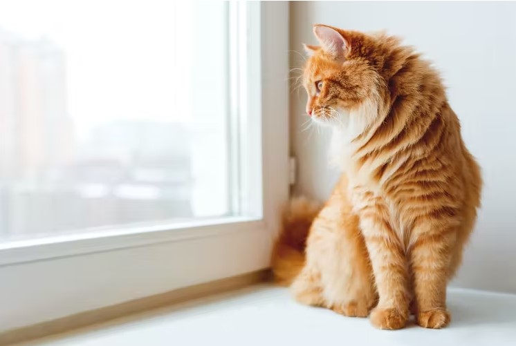 A ginger cat looking out of a window.