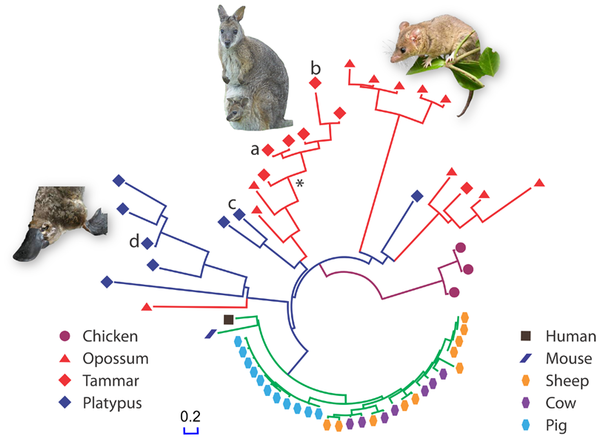 New Antibiotics From Marsupials?