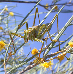 Dragonflies and katydids, but mostly chewed-up little kids. 