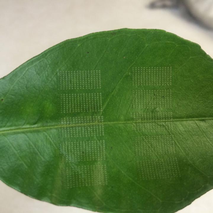  Lasers May Provide A Cure For Citrus Greening Disease