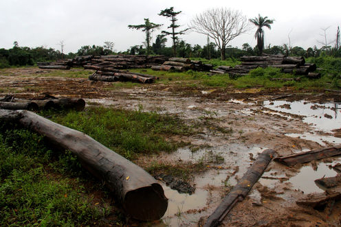 Should Norway Be Paying Liberia To Stop Cutting Down Forests?