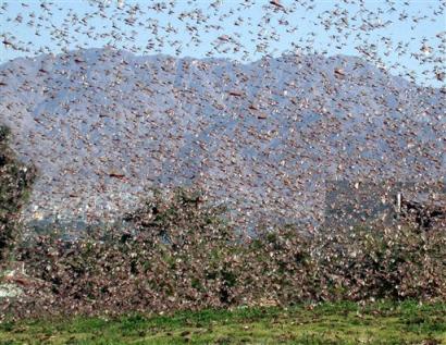 Locust Swarms And Twitter