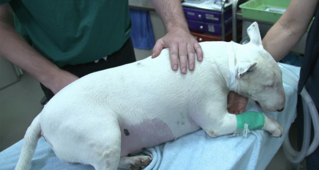 Dogs With Cancer Are Getting Cutting-Edge Treatment, And It May One Day Help Human Kids