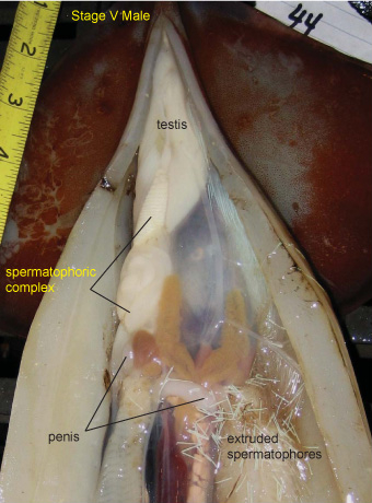 A Very Brief Discussion of Squid Penises