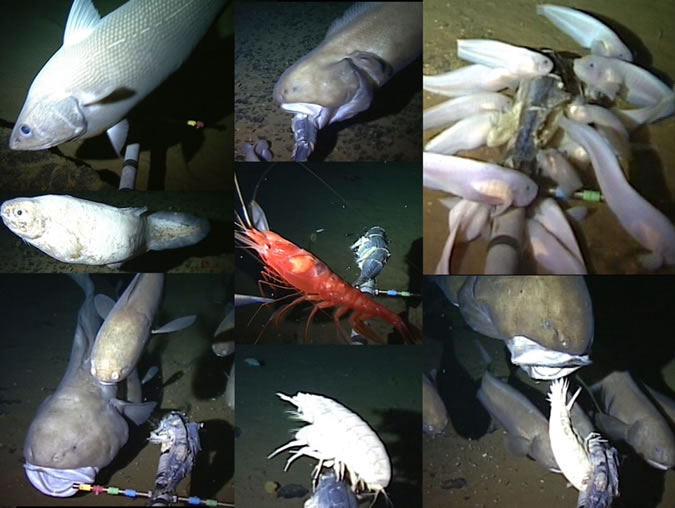 Oceanlab Scientists Film Supergiant Amphipod and Deepest Fish