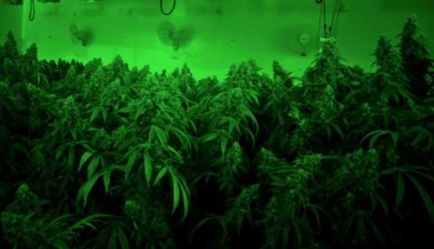 Volatile Organic Compounds From Marijuana Farms Will Cause Ozone Levels To Increase