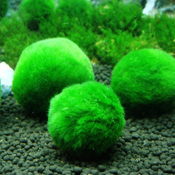 If You Just Bought A Marimo Moss Ball, Kill It With Bleach